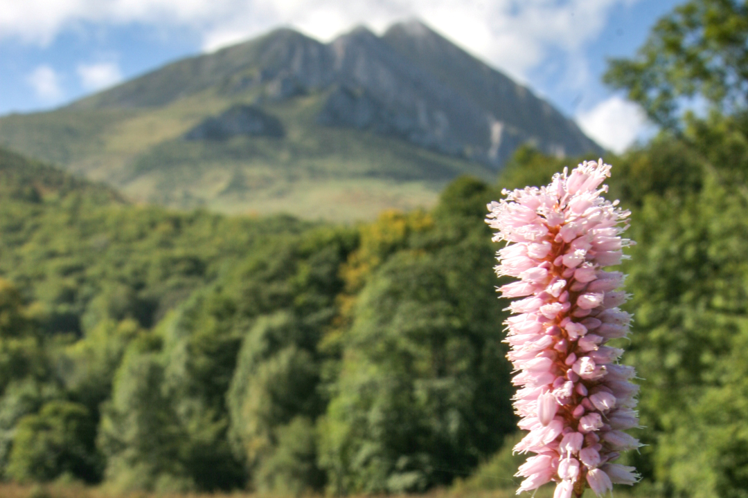 Rénouée bistorte sur fond de Pyrénées